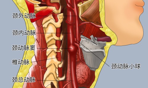 心可舒片的说明书和副作用-心可舒片的功效和禁忌网—知名的心可舒片的功效和禁忌有哪些网站,分享心可舒片的功效与主治和副作用有哪知识